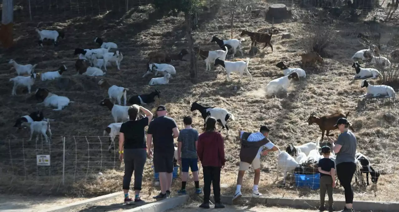 Glendale’s Brand Park drew audience as 300 goats chomped up tasty brush