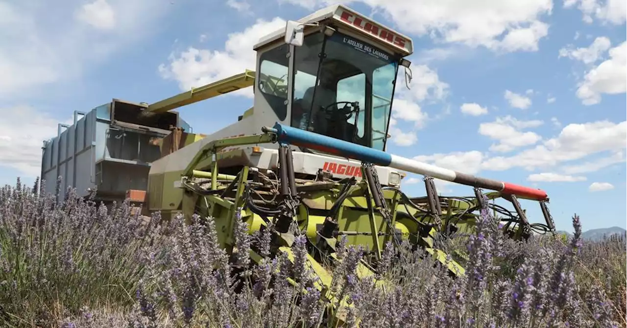 Alpes-de-Haute-Provence : La sécheresse impacte cet été encore la récolte de la lavande