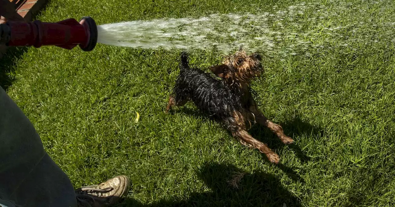 Los Angeles DWP loosens watering rules to three days a week, citing wet winter