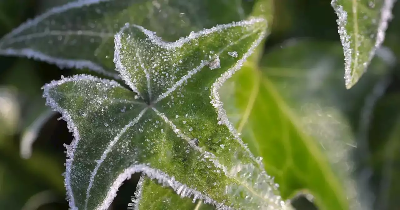 Plantas: 3 buenas razones para tener hiedra en el jardín | Ciudadanos | La Voz del Interior