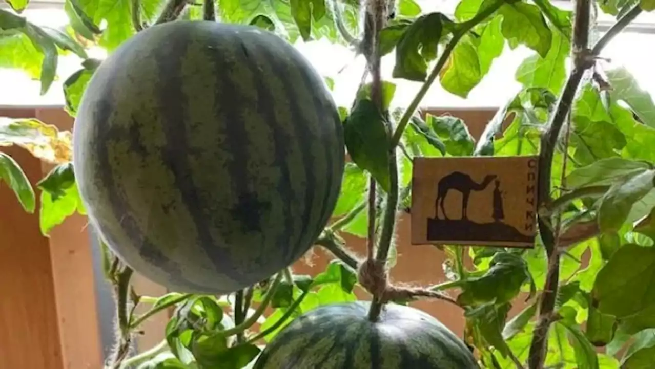 Russian scientists have grown watermelons in the coldest place on Earth