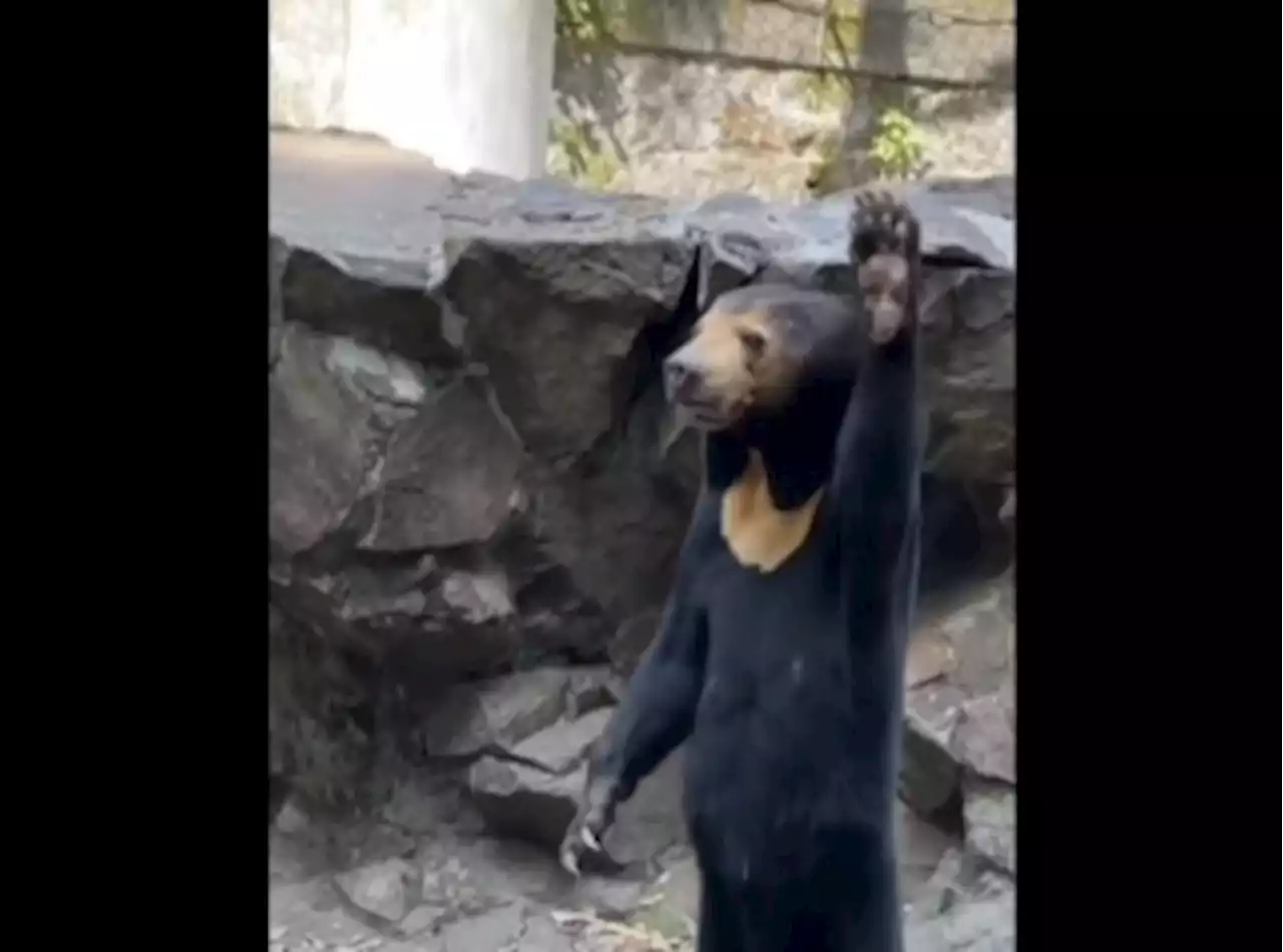 Zoo in China denies sun bear exhibit is a costume-wearing human (VIDEO)