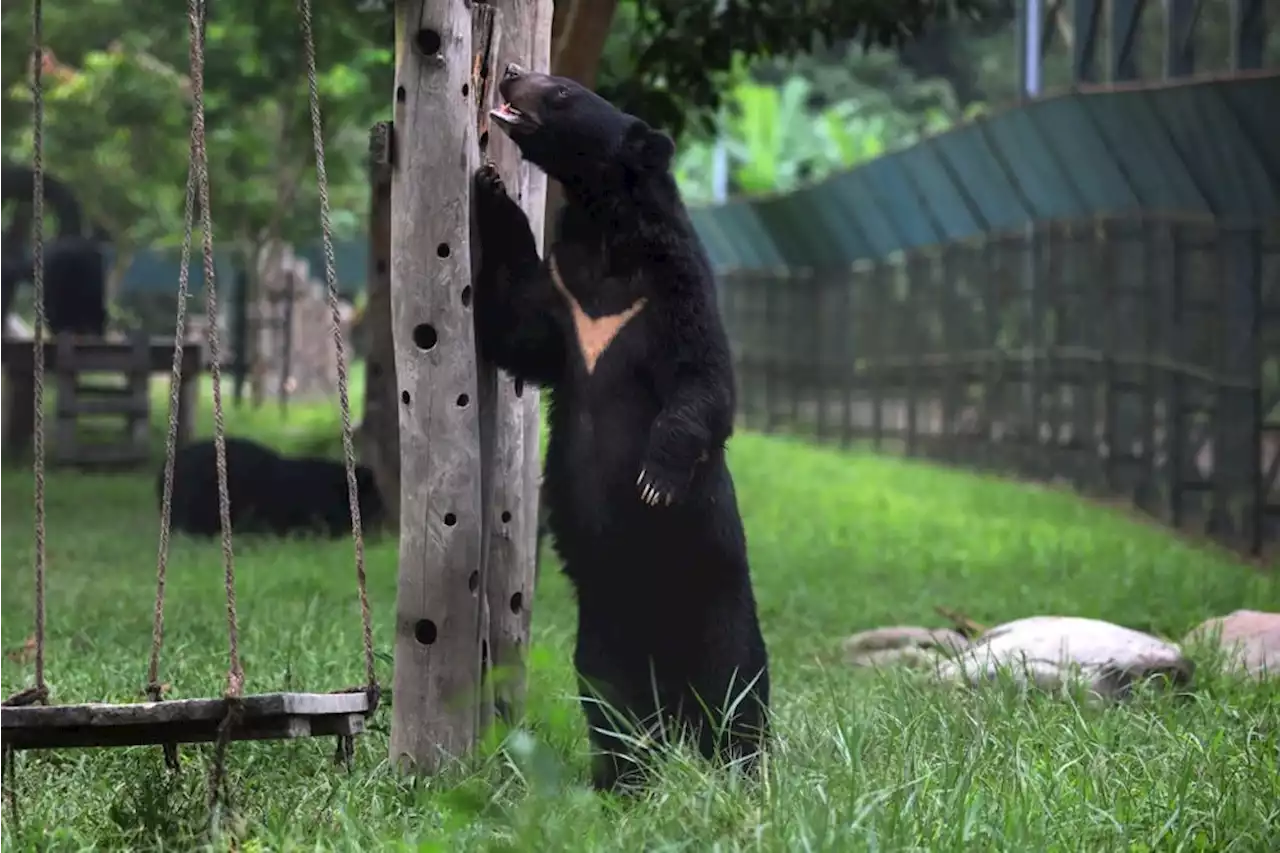 China zoo denies rare sun bear is human in disguise | The Malaysian Insight