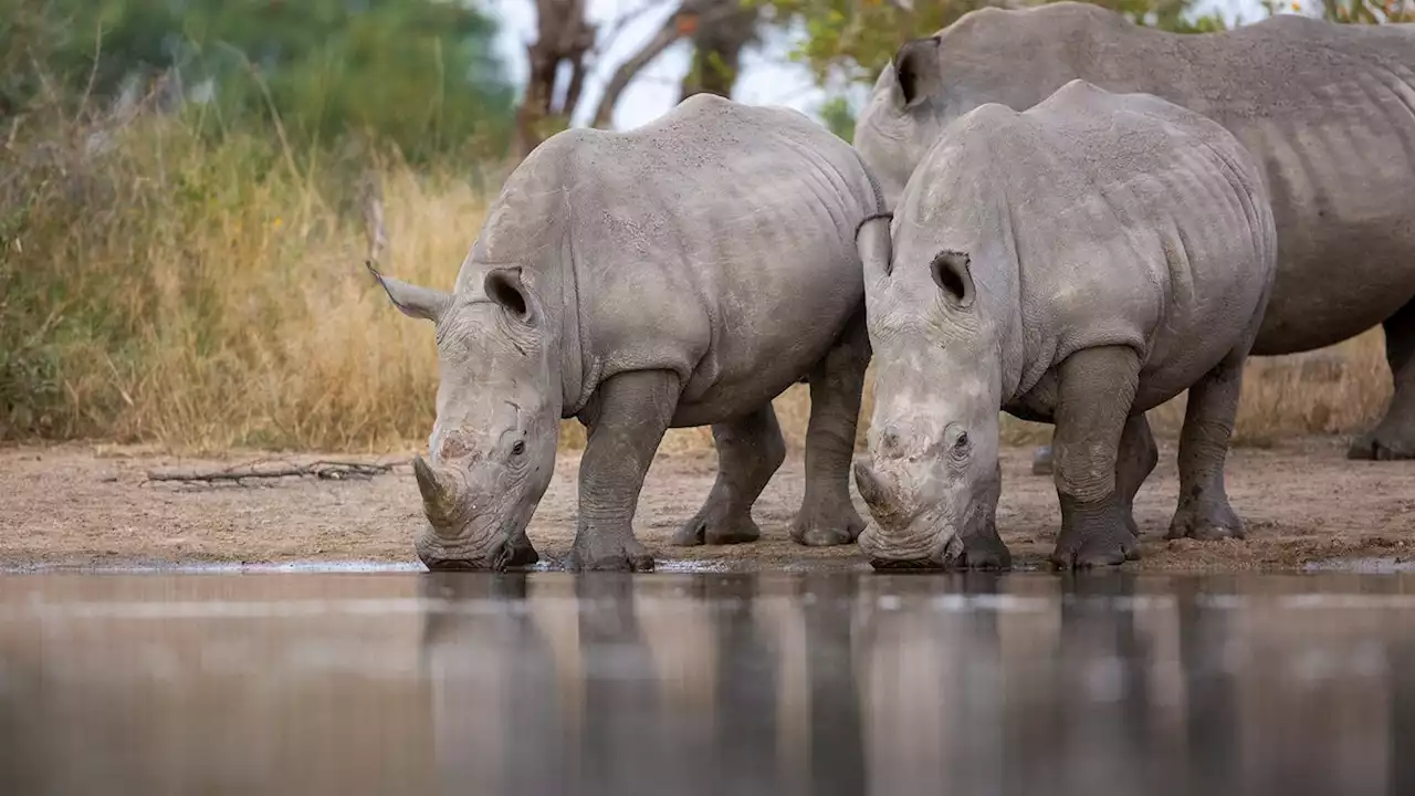 How the Black Mambas, South Africa’s first all-women anti-poaching team, are protecting endangered rhinos