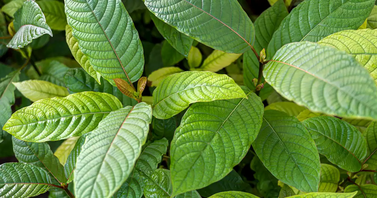 $11 million awarded to family of woman who died after taking kratom, an opioid-like herb