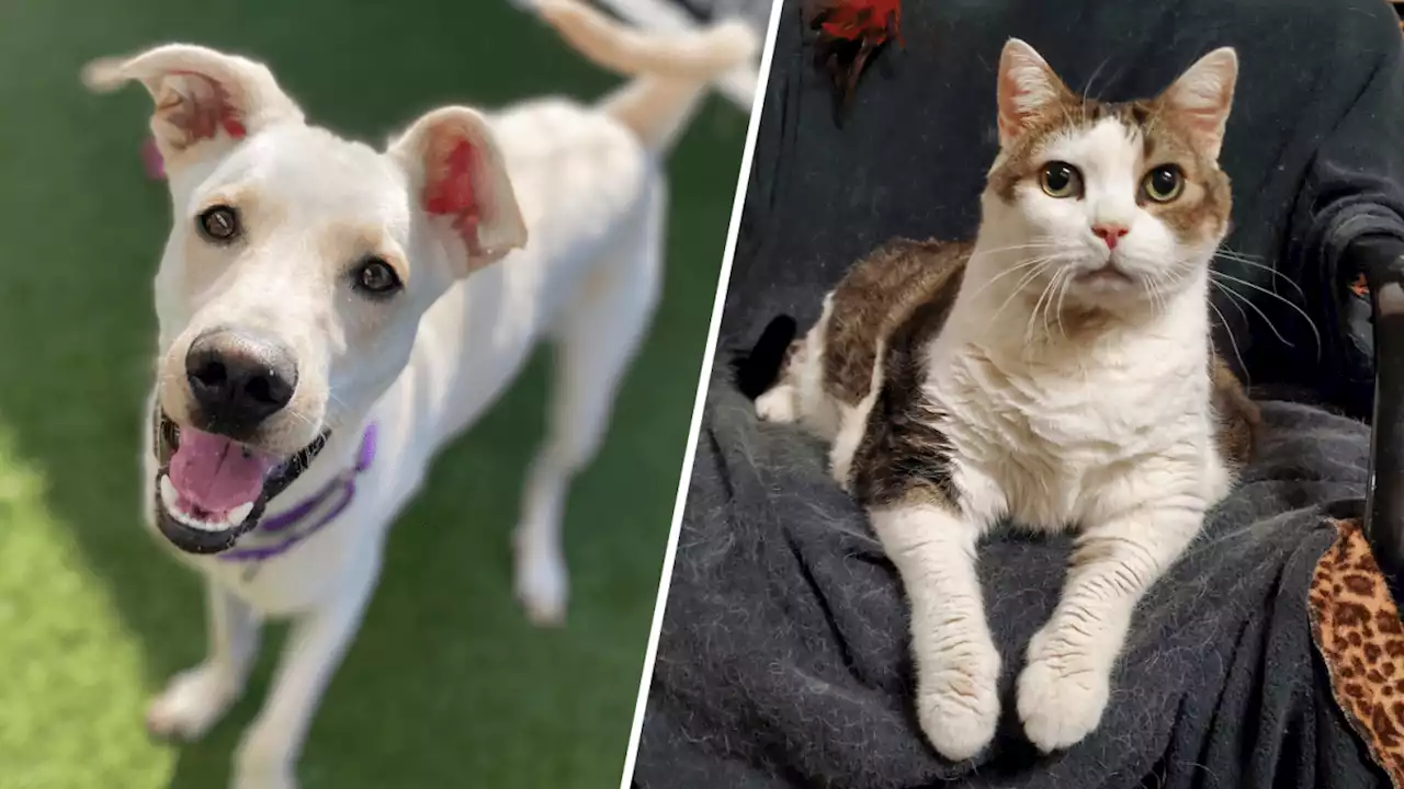 Clear The Shelters 2023: What to know about NBC7/T20's annual pet adoption campaign