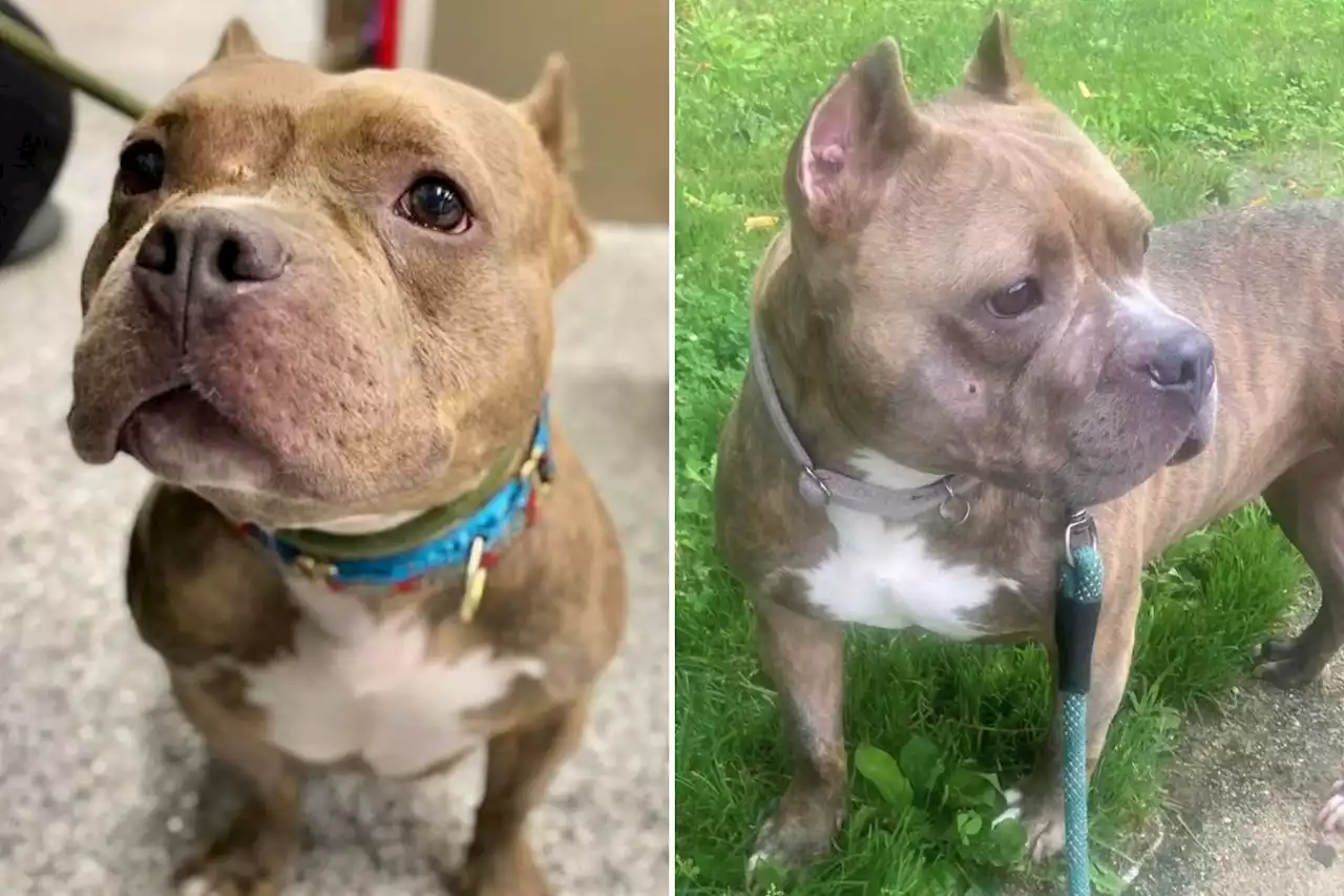 Dog's 'confused' face after being returned to shelter a year after adoption