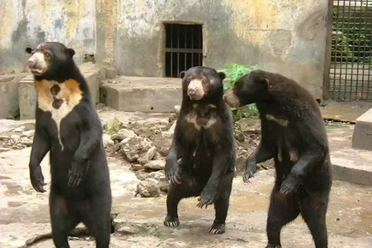 Zoológico en China asegura que sus osos NO son personas disfrazadas