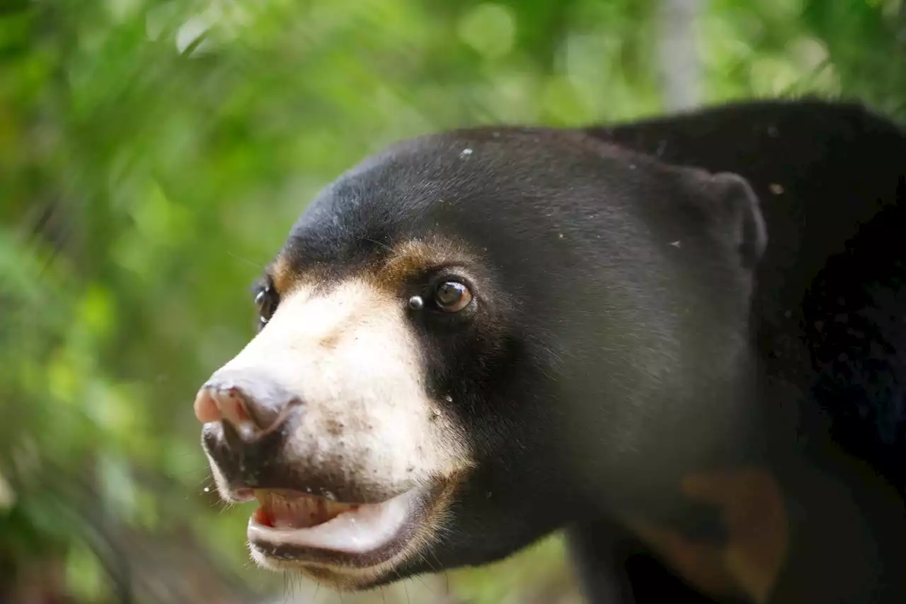 Chinese zoo sees attendance soar due to viral bear that some believe is costumed human