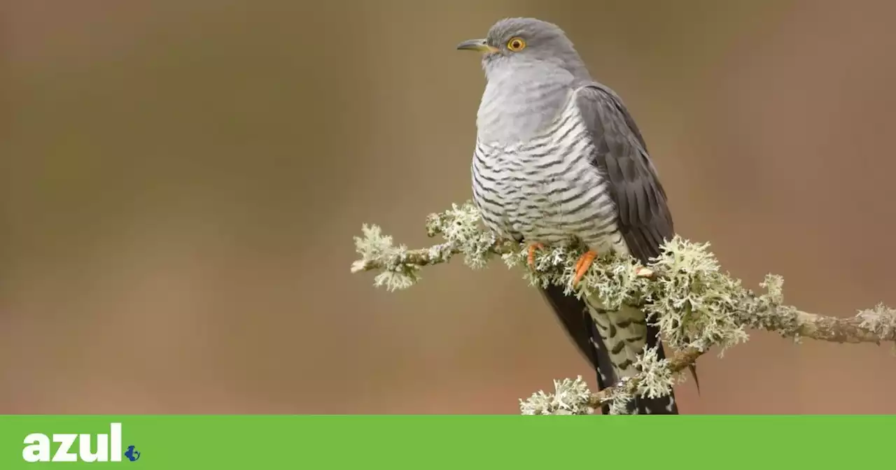 Cuco: a ave parasita que rouba ovos e se conhece pelo canto