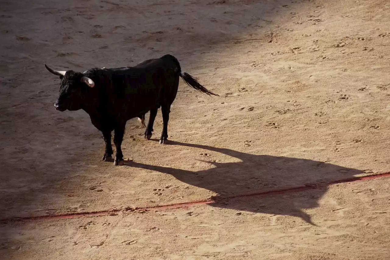 ¿La quinta será la vencida? Radican proyecto para prohibir corridas de toros en Colombia - Pulzo