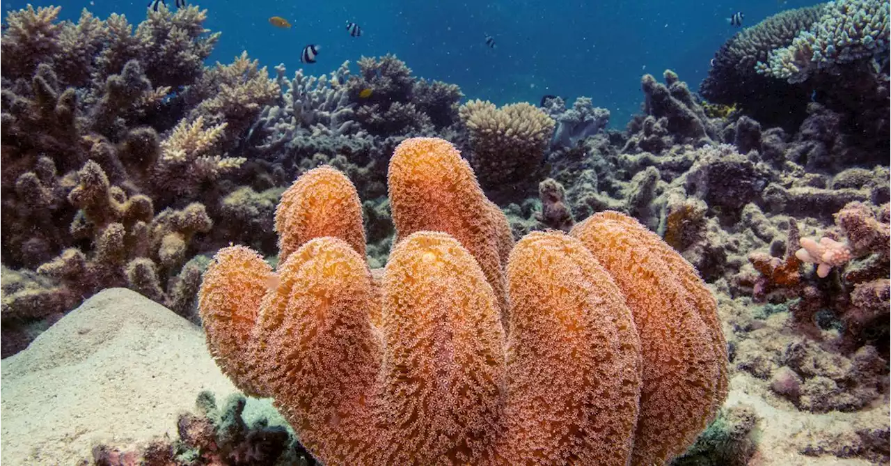 Australia's Great Barrier Reef off UNESCO danger list, still under 'serious threat'