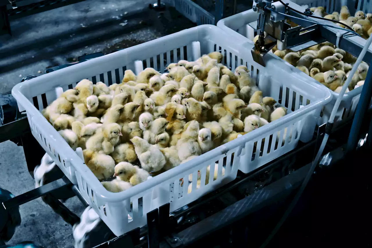 Netflix Doc 'Poisoned' Reveals How Shockingly Dirty Your Food Is