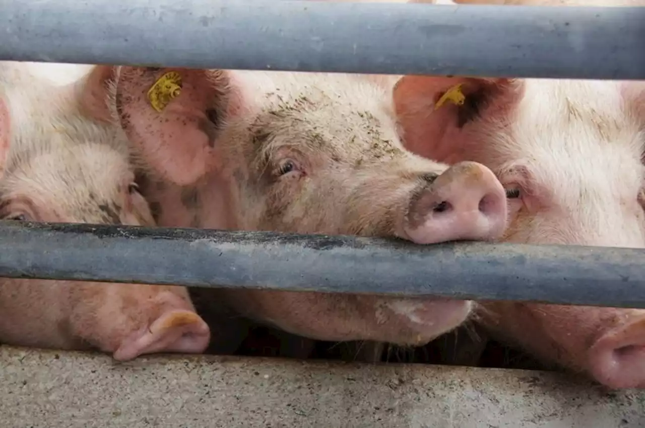 Weitere 108 Millionen für polnische Bauern