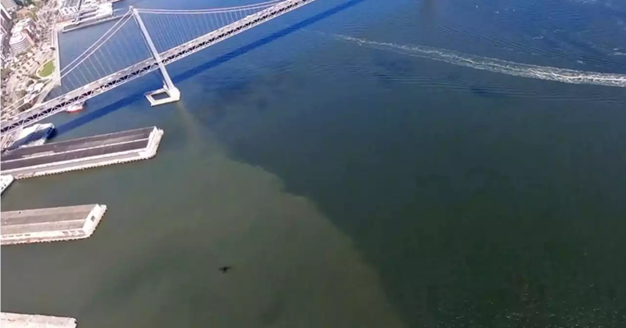 Bloom Loop: Harmful algal bloom back in SF Bay