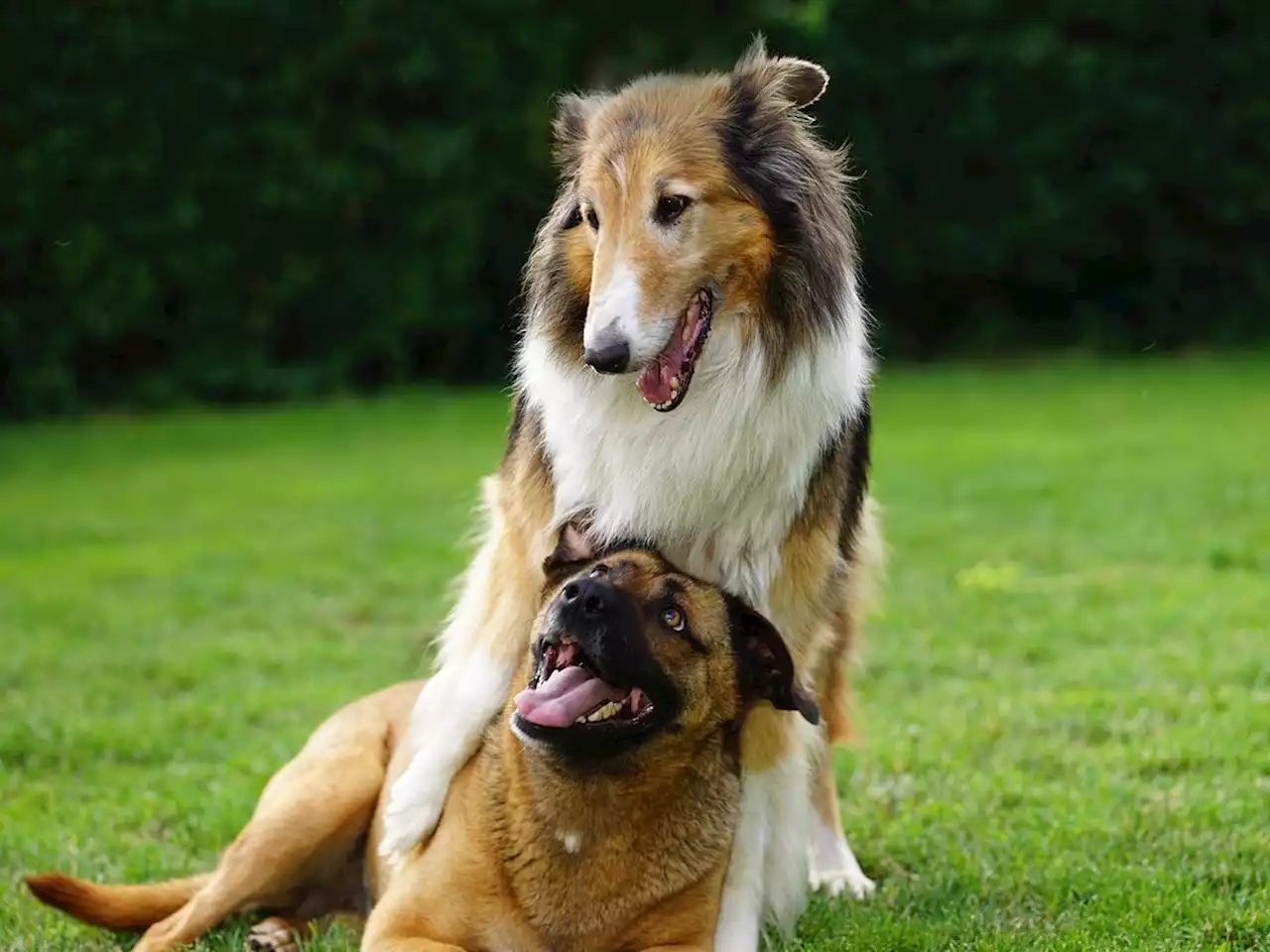 Plans for new Telford dog day centre withdrawn after safety concerns raised