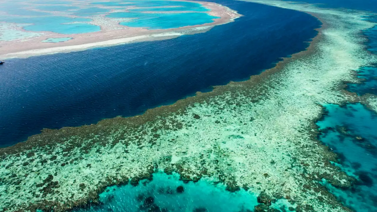 Labor have done a ‘good job’ saving the Great Barrier Reef but ‘it’s not enough’