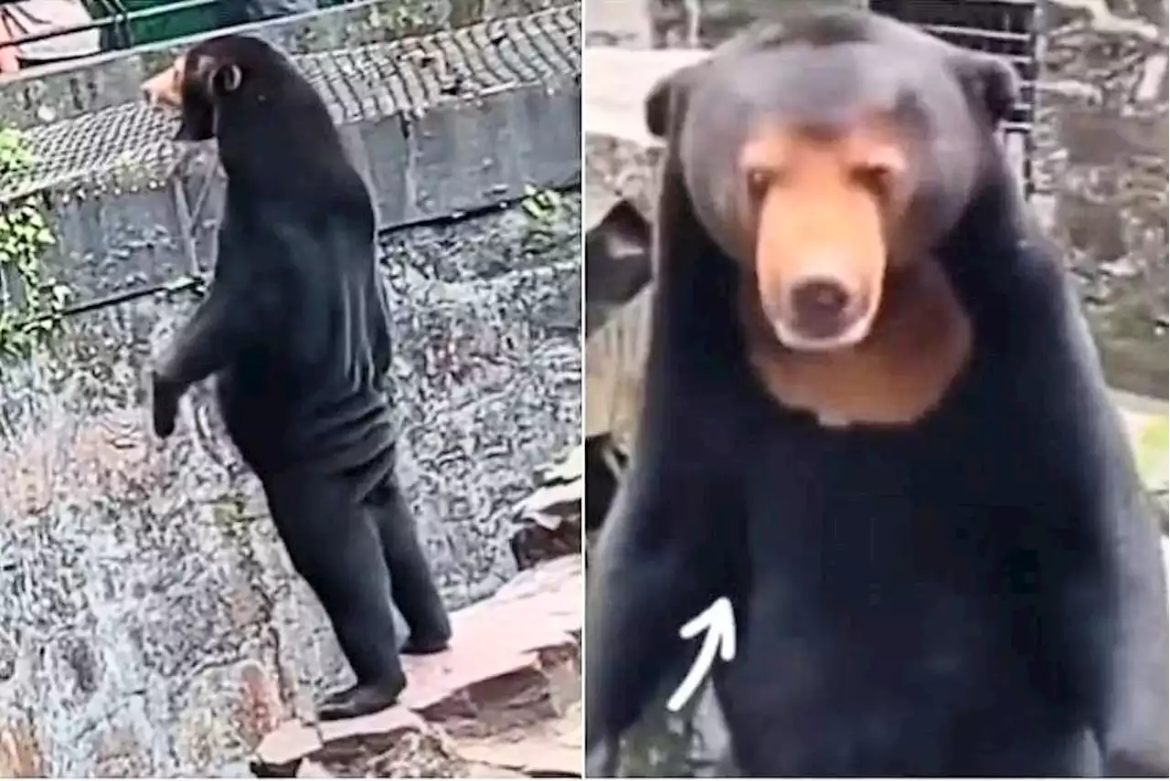 Zoo: Sun bear not a man in a costume