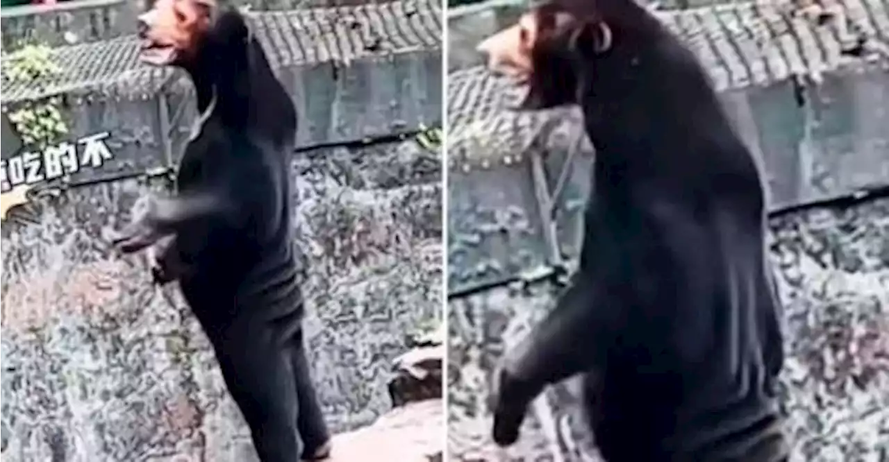 Chinese zoo denies rare sun bear is human in disguise