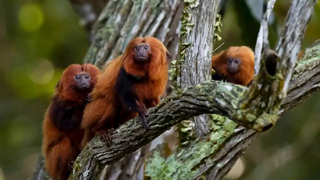 Brazil's endangered golden monkeys recover from yellow fever