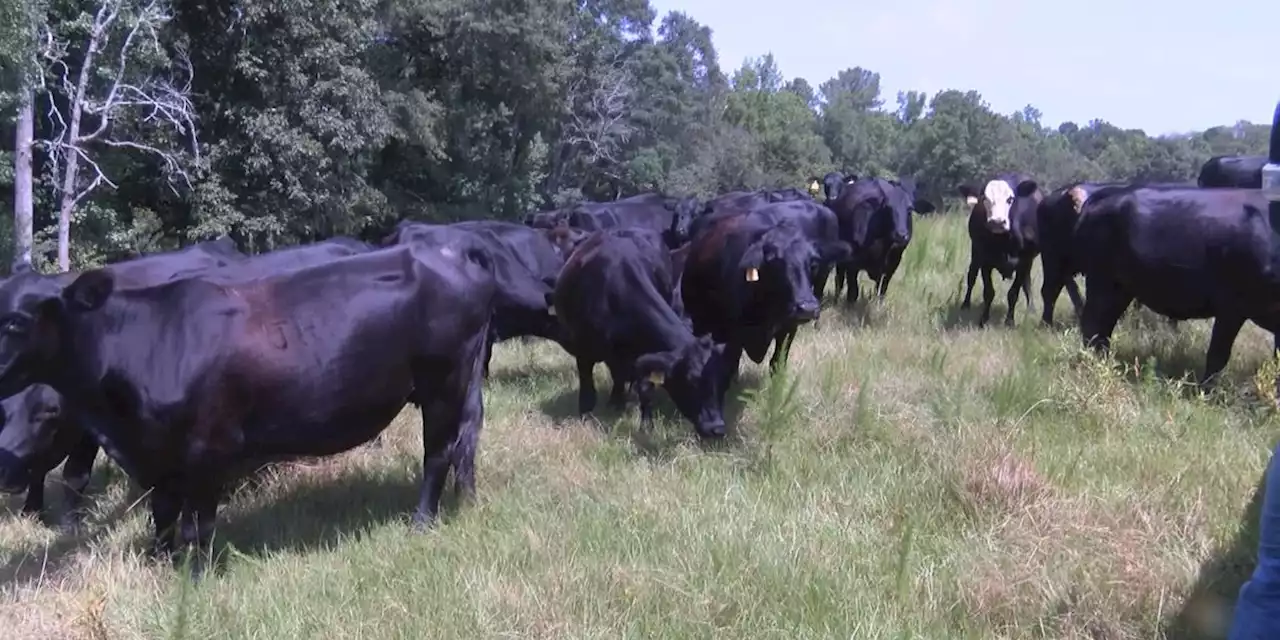 Crenshaw County farmer seeks answers after 54 of his cows die suspiciously