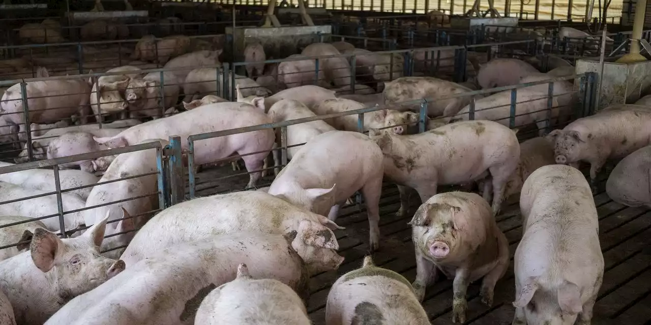 Farms With Thousands of Hogs Are Often a Nightmare for Neighbors