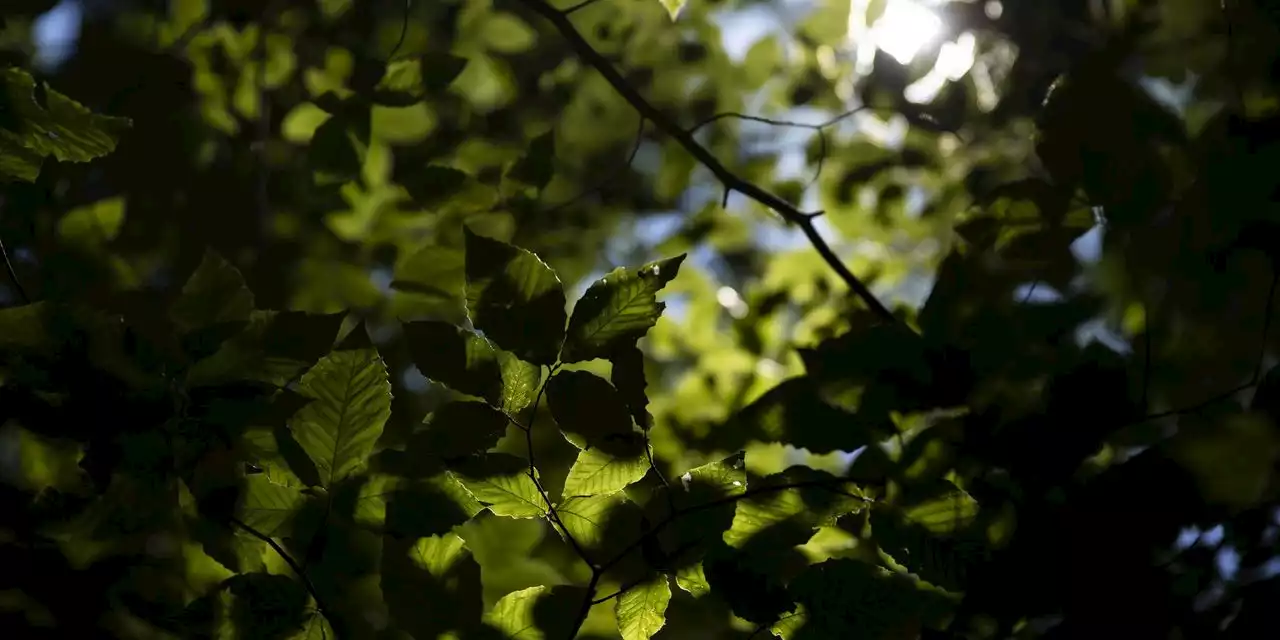 WSJ News Exclusive | Carbon Offset Market Opens to Small Southern Timberland Owners