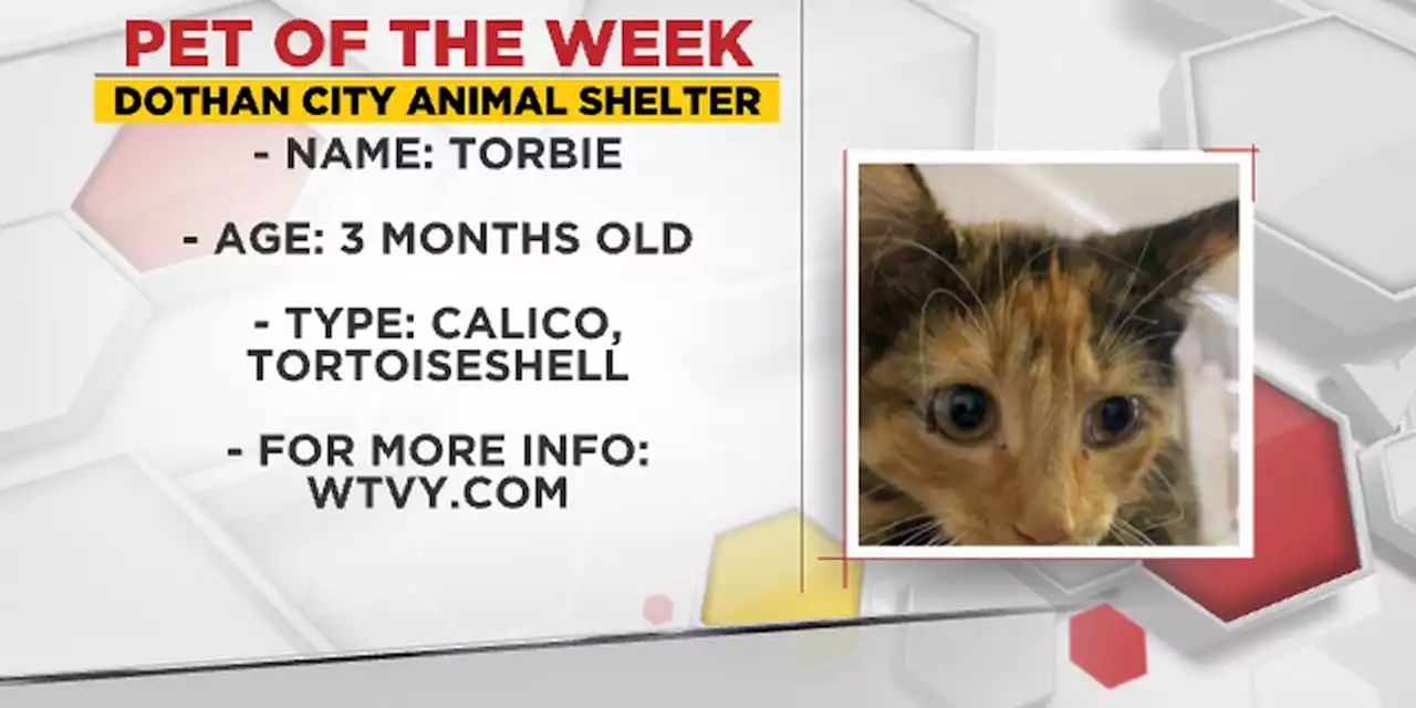 Pet of the Week: Terrific Torbie