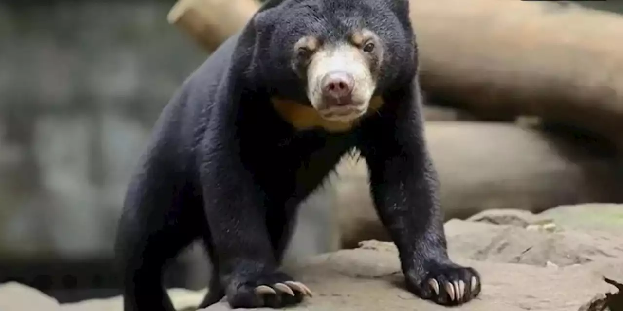 Zoo denies bears are humans dressed in costume