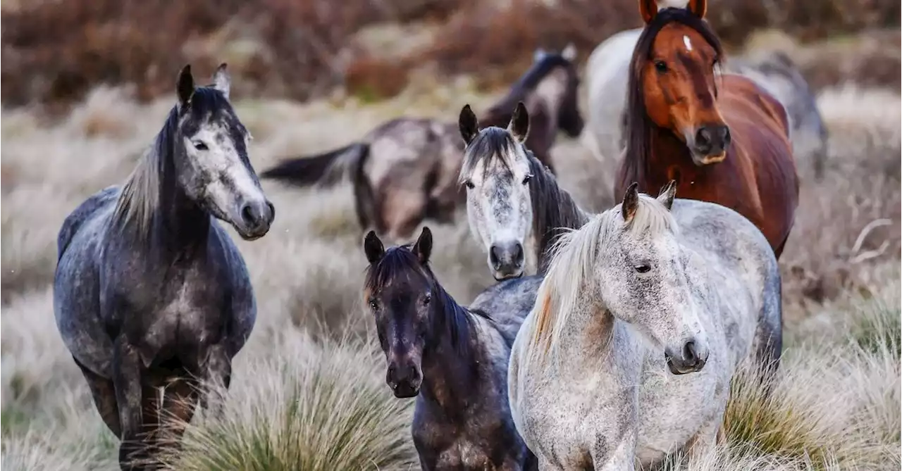 Locals slam NSW Government's 'inhumane' plans to cull thousands of Brumbies