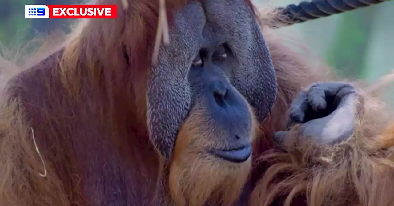 Orangutan undergoes back surgery by human orthopaedic doctor at Sydney Zoo