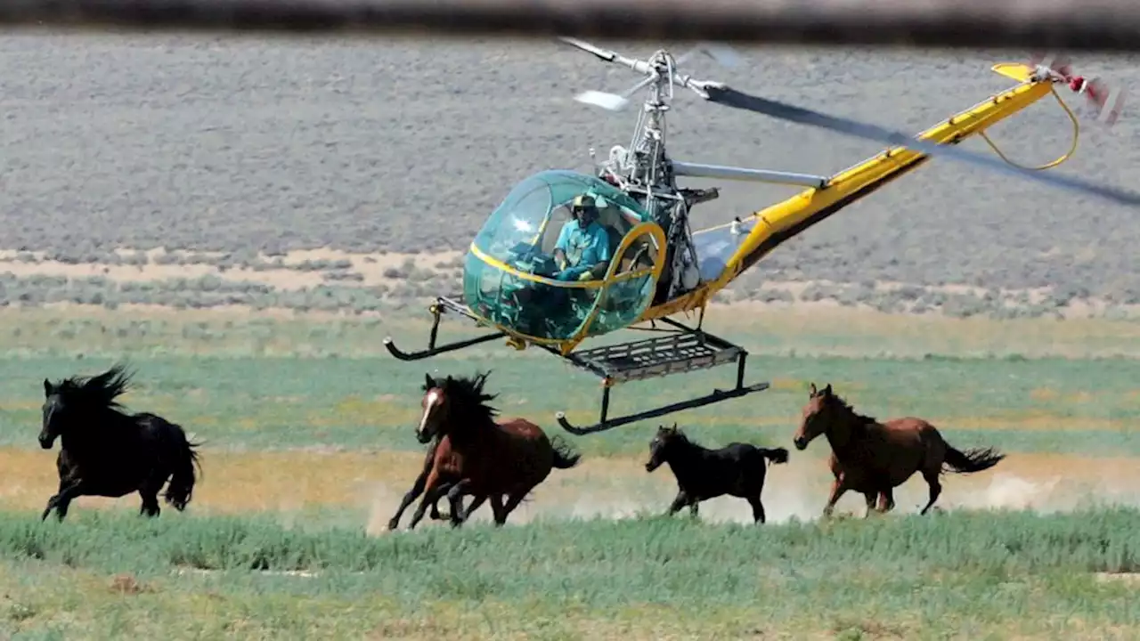 US judge clears way for Nevada mustang roundup to continue despite deaths of 31 wild horses