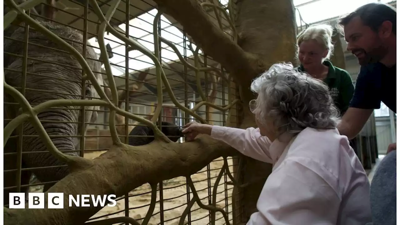 Whipsnade Zoo elephants help dementia patient's 'dream come true'