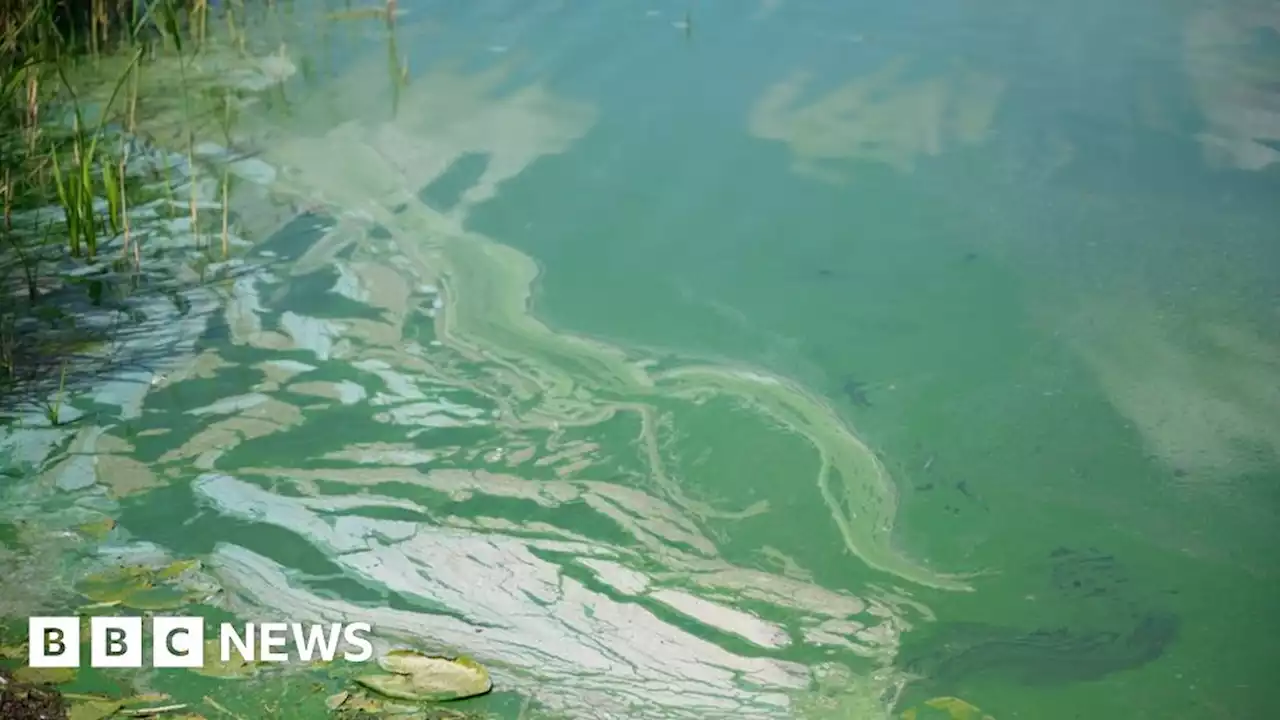 Blue-green algae found in Lough Erne near Castle Archdale