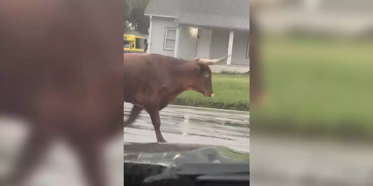 900-pound bull on the loose after escaping from its owner in North Carolina, police say