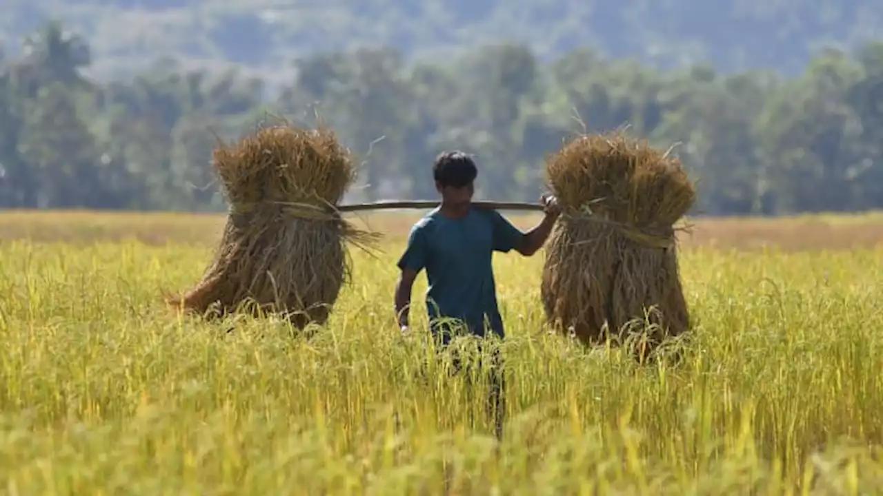 Global rice prices surge close to 12-year highs, and could rise even more