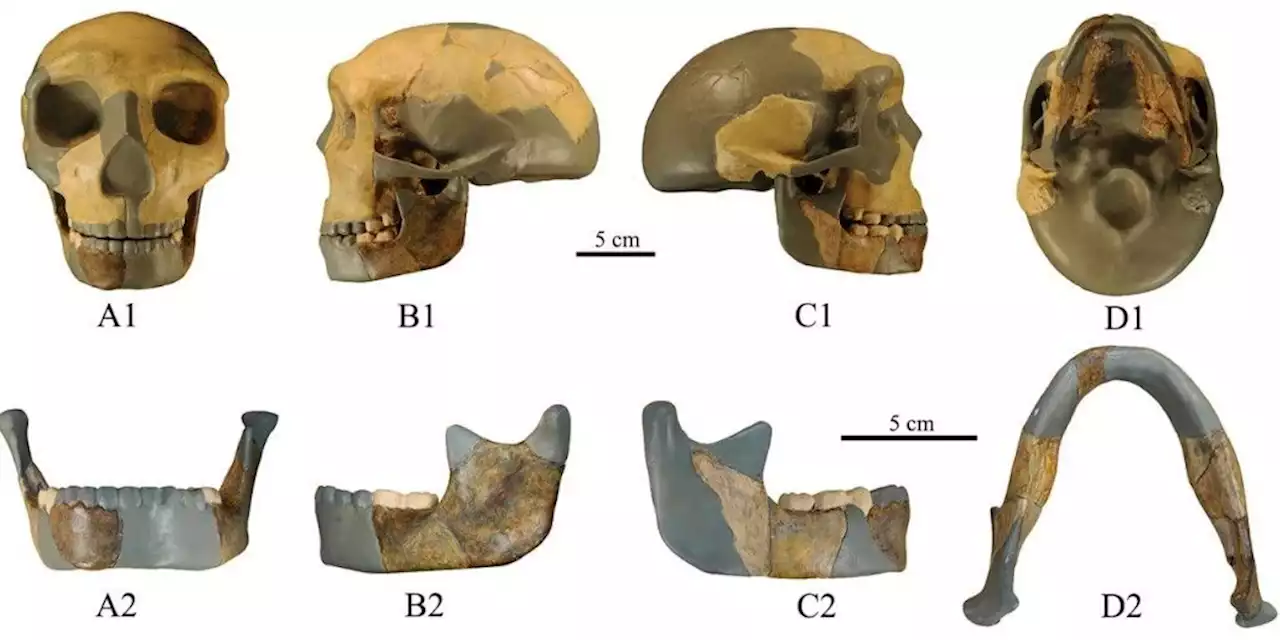 Crânio de 300 mil anos diferente de qualquer outro já visto é encontrado na China