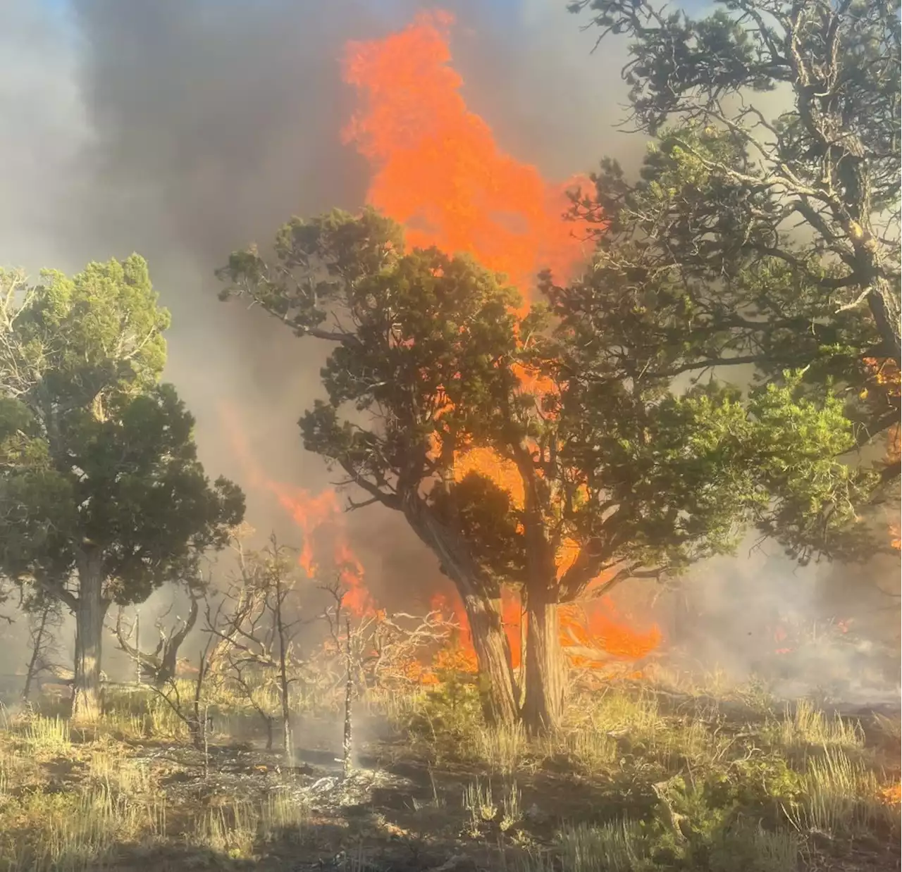 Firefighters back off growing fires in dangerous dead forests north of Pagosa Springs in southwestern Colorado