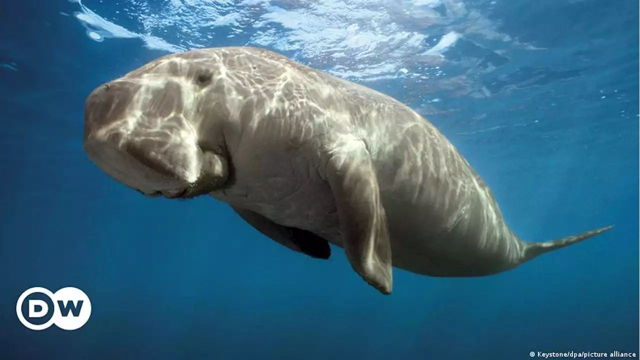 India: Mission to save the dugong to help marine ecosystems – DW – 08/09/2023