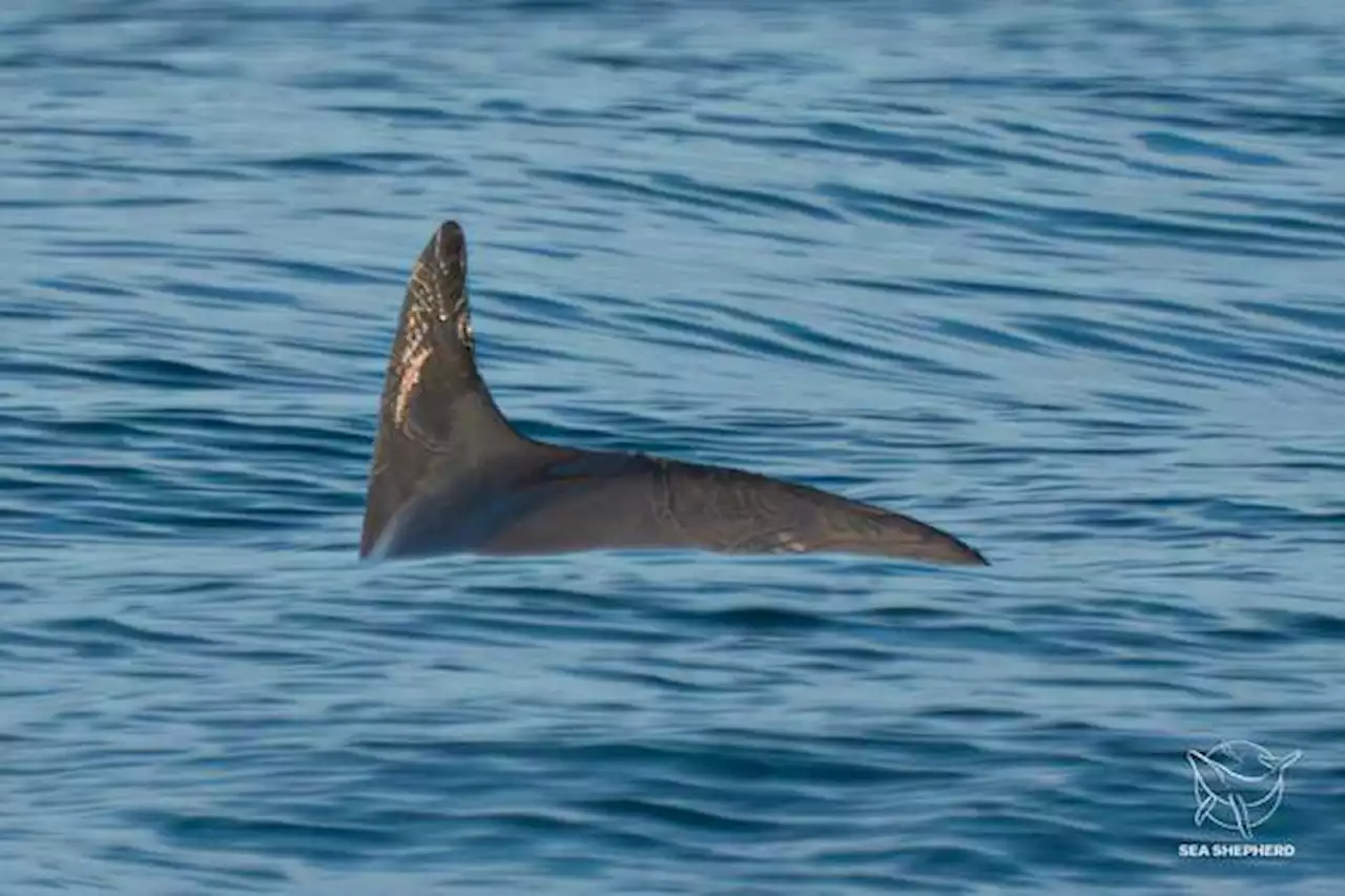 Al mamífero marino más pequeño del mundo solo le quedan 10 ejemplares, ¿qué pasó?