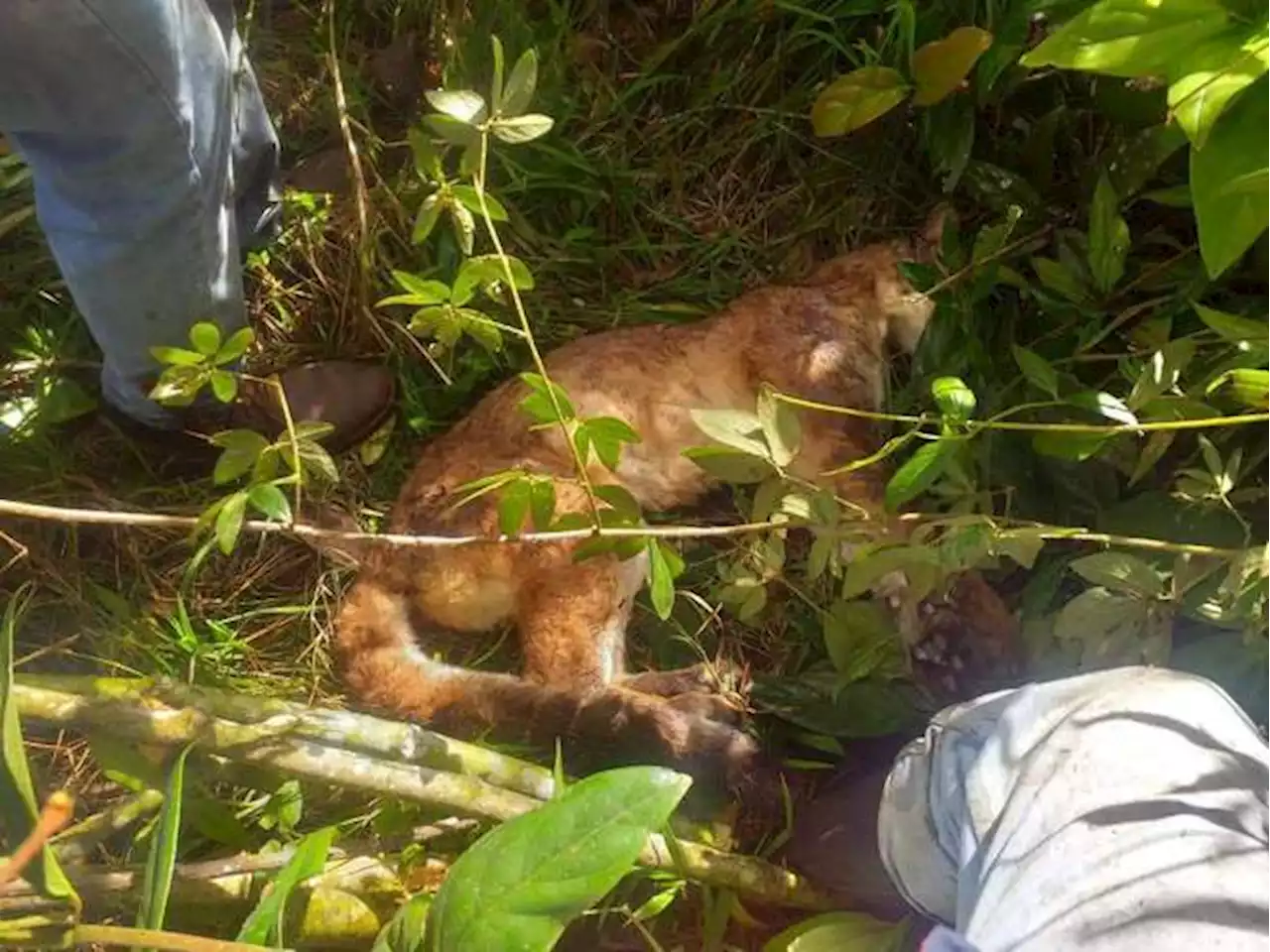 Encontraron un puma envenenado en Urrao, Antioquia