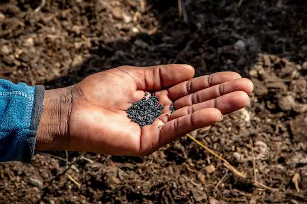 Más de la mitad de las especies de nuestro planeta viven debajo de la tierra