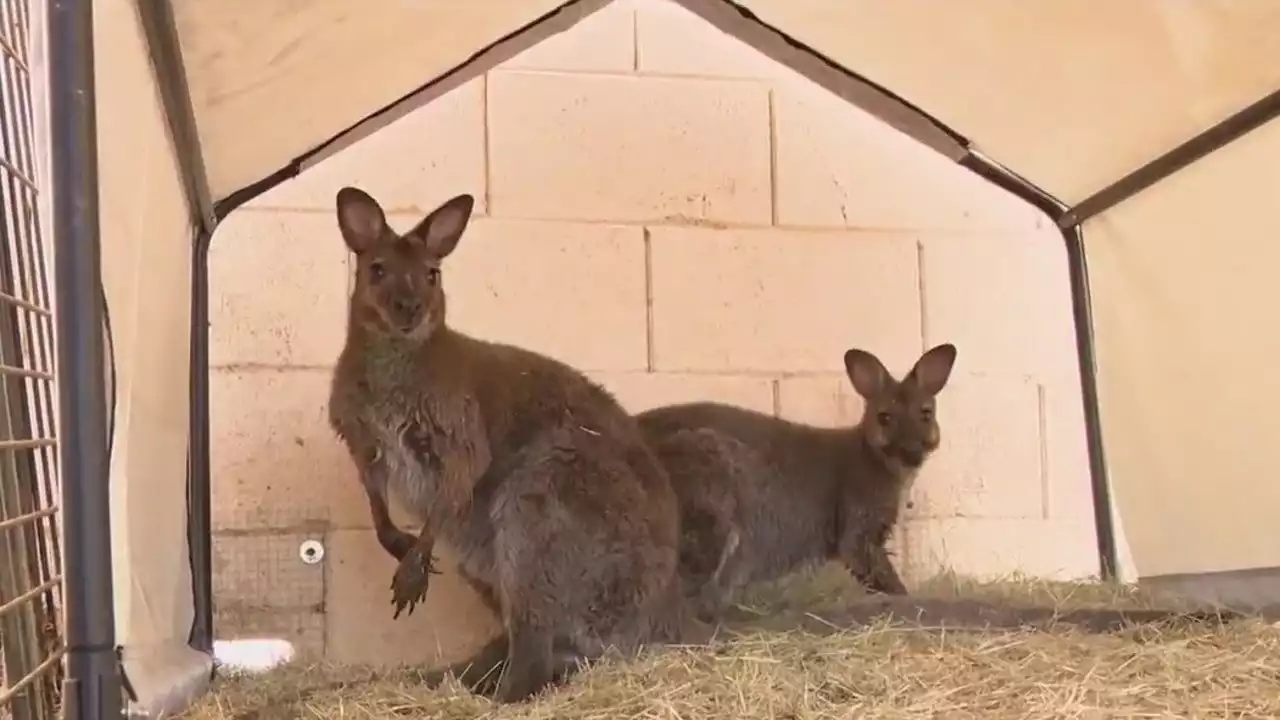 Wallaby rescue caught on Maricopa County Sheriff's deputy body cam