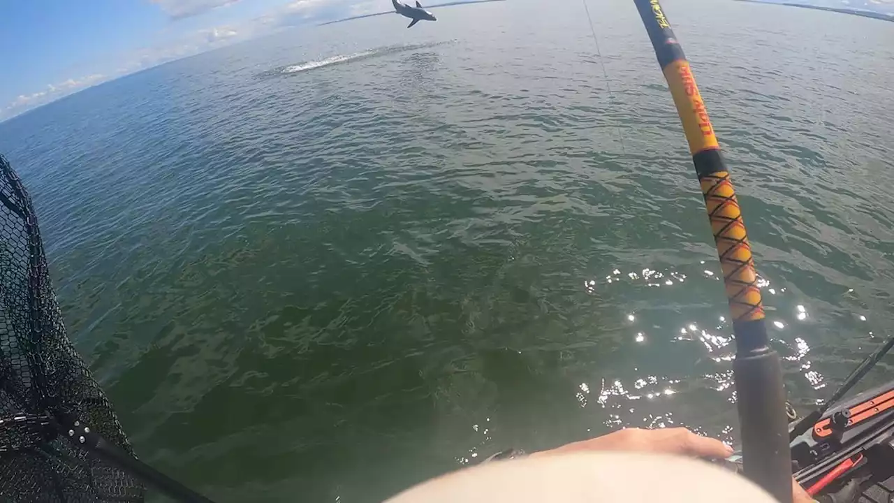 Nova Scotia angler hooks juvenile great white shark and story of a lifetime