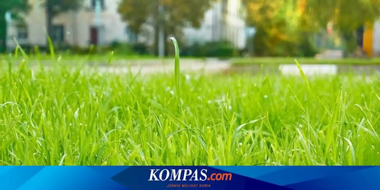 Cara Menggunakan Air Rebusan Sayuran untuk Pupuk Rumput