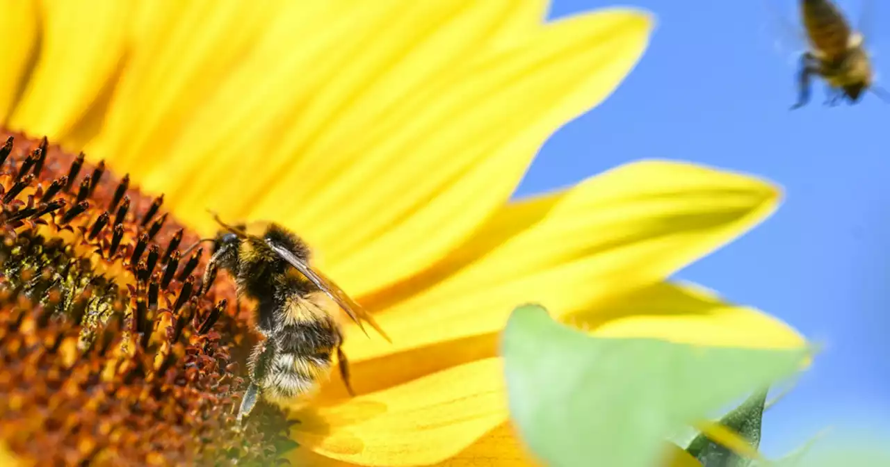 Am Wochenende kehrt der Sommer zurück!