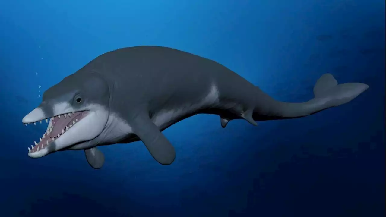 Tiny 'King Tut' whale 'lived fast and died fast' in ancient Egyptian waters