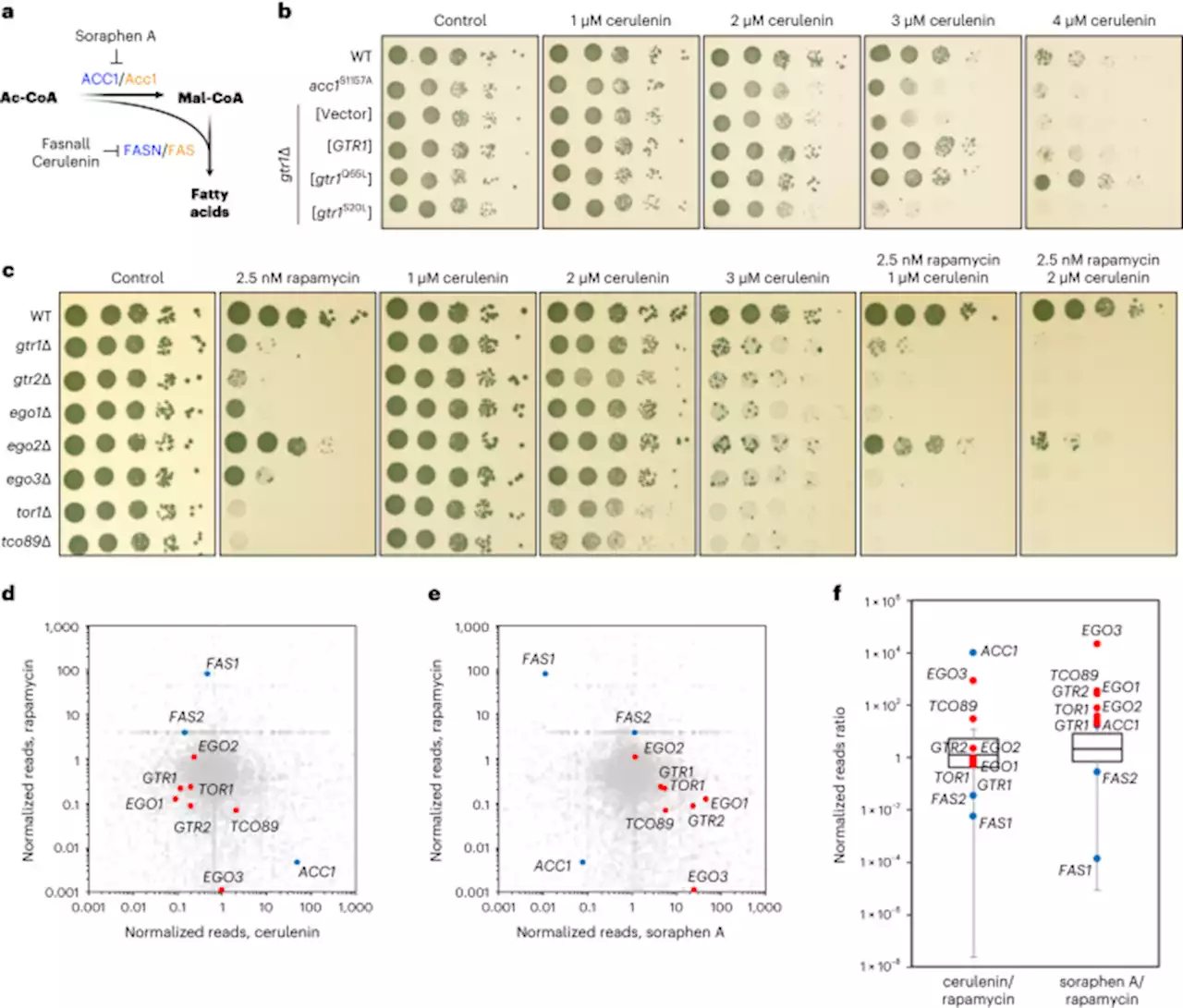 Malonyl-CoA is a conserved endogenous ATP-competitive mTORC1 inhibitor - Nature Cell Biology