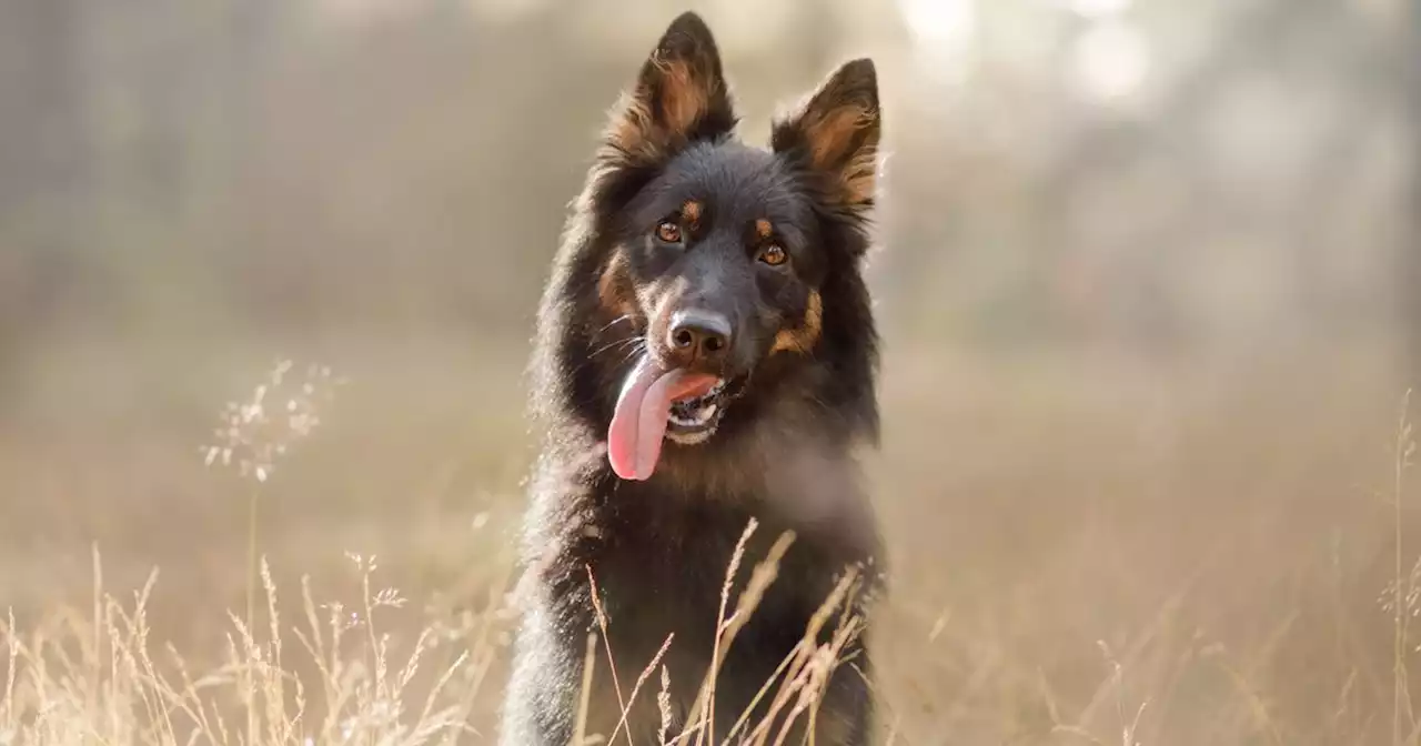 British vitamin brand unleashes nationwide search for its first Top Dog Model