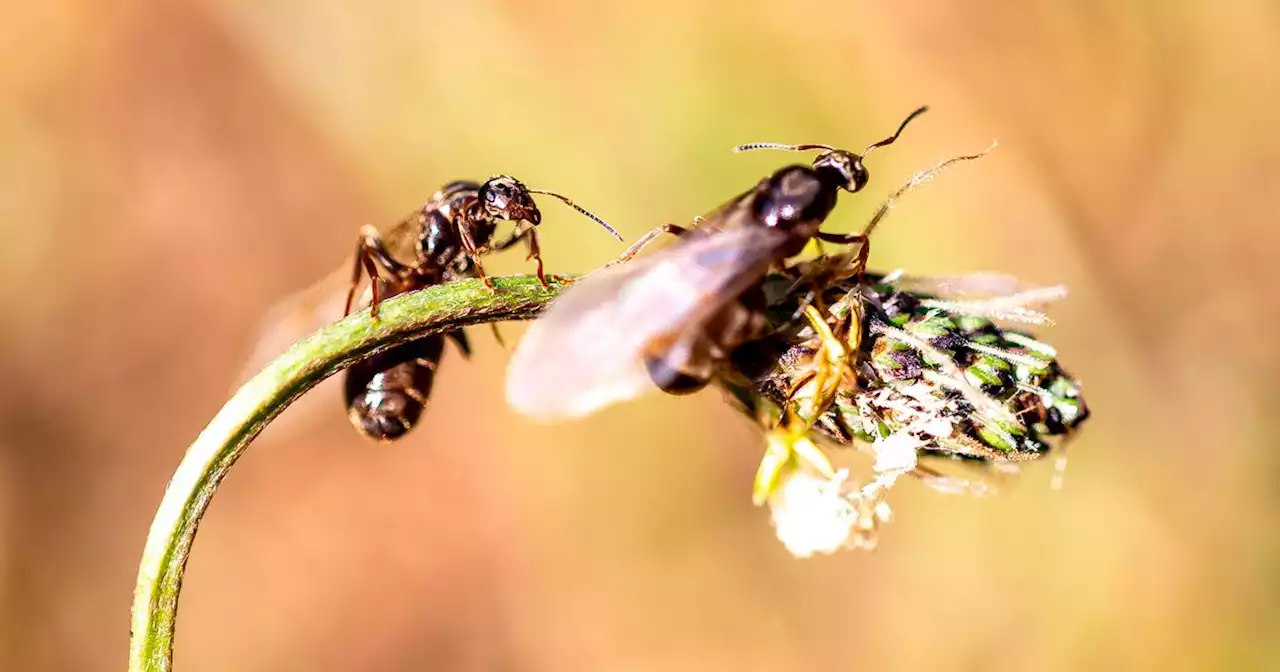 What are flying ants and why they are invading our homes